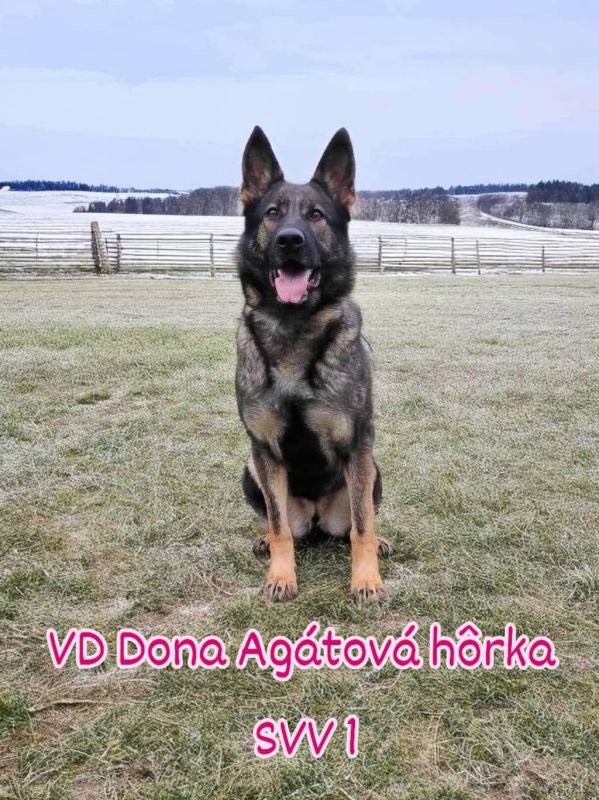 K9Classifieds's tweet photo. Please see website link for her description and text me for a good time to discuss her on the phone. She will not go to anyone not willing to speak with me personally. 

Very good girl for a novice to learn IGP or other protection sports. Could be used...https://t.co/g8b4eMnj1D https://t.co/CopGhnKEzM
