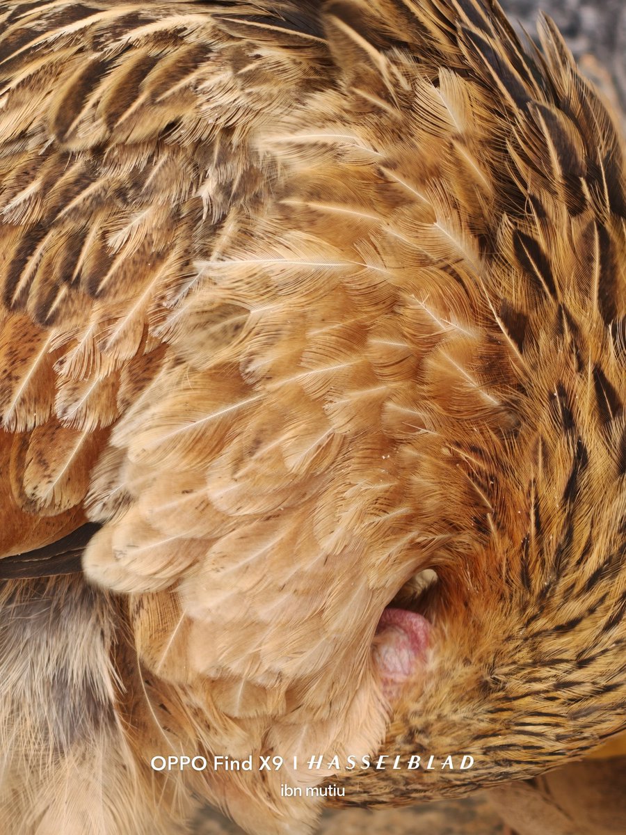 ibn_mutiu's tweet photo. Tested the 6× zoom on the OPPO Find X9 series.. And wow, it seriously delivers.

The details you can capture without stepping anywhere too close is impressive. 

For this quick test, I focused on animals since they rarely let you get close..

Thoughts on the results?
#ShotOnOPPO https://t.co/DsW86WwdrR
