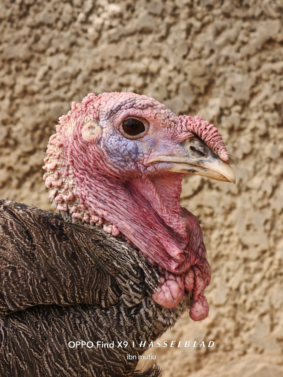 ibn_mutiu's tweet photo. Tested the 6× zoom on the OPPO Find X9 series.. And wow, it seriously delivers.

The details you can capture without stepping anywhere too close is impressive. 

For this quick test, I focused on animals since they rarely let you get close..

Thoughts on the results?
#ShotOnOPPO https://t.co/DsW86WwdrR