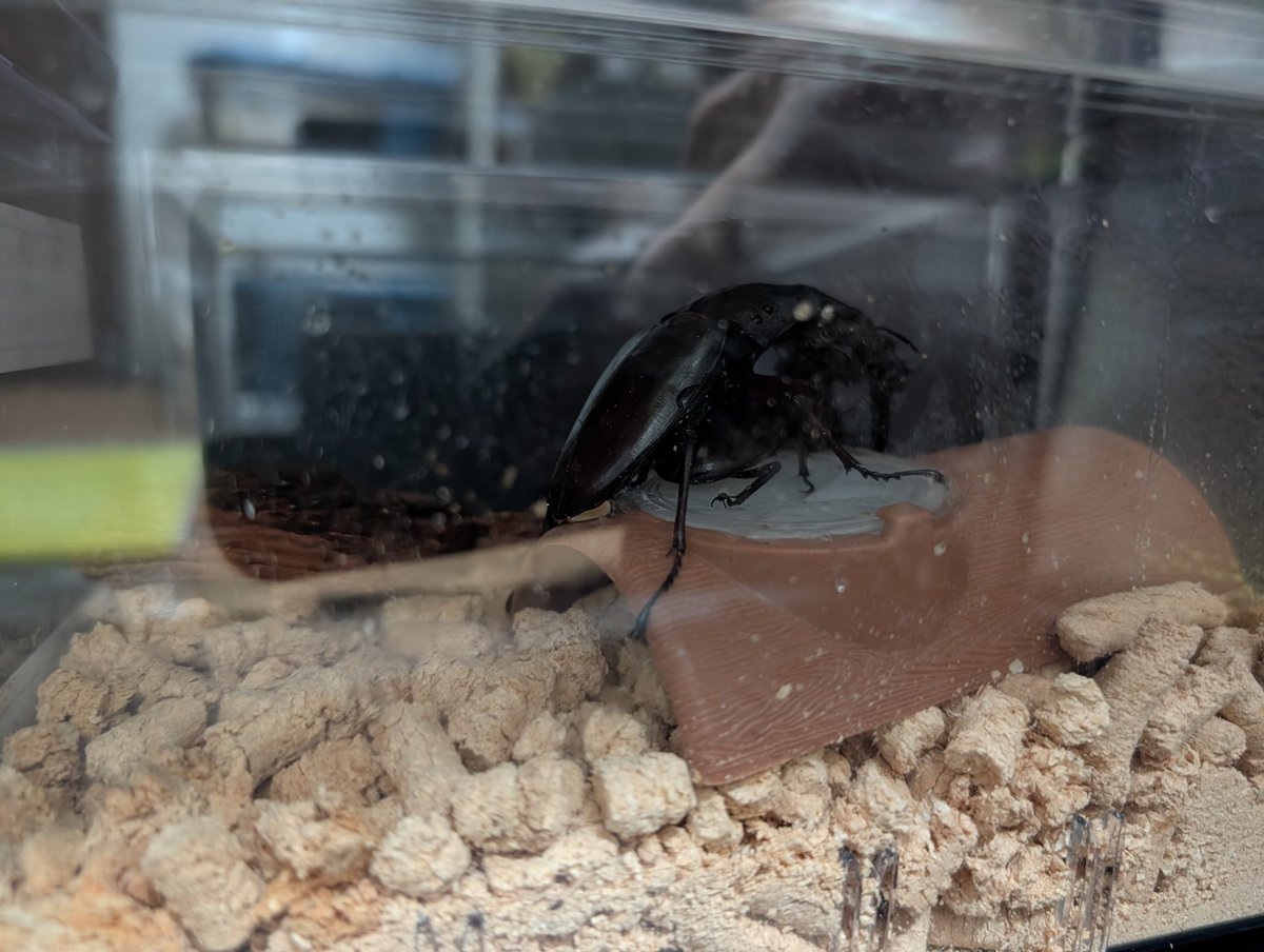 kuroesuss's tweet photo. パリーもマンディブラリスも手が早い
土曜日にでも椚バクテリア材とひとやすみ製産卵材で用意したセットにぶち込みますわ https://t.co/PTvk20znBS