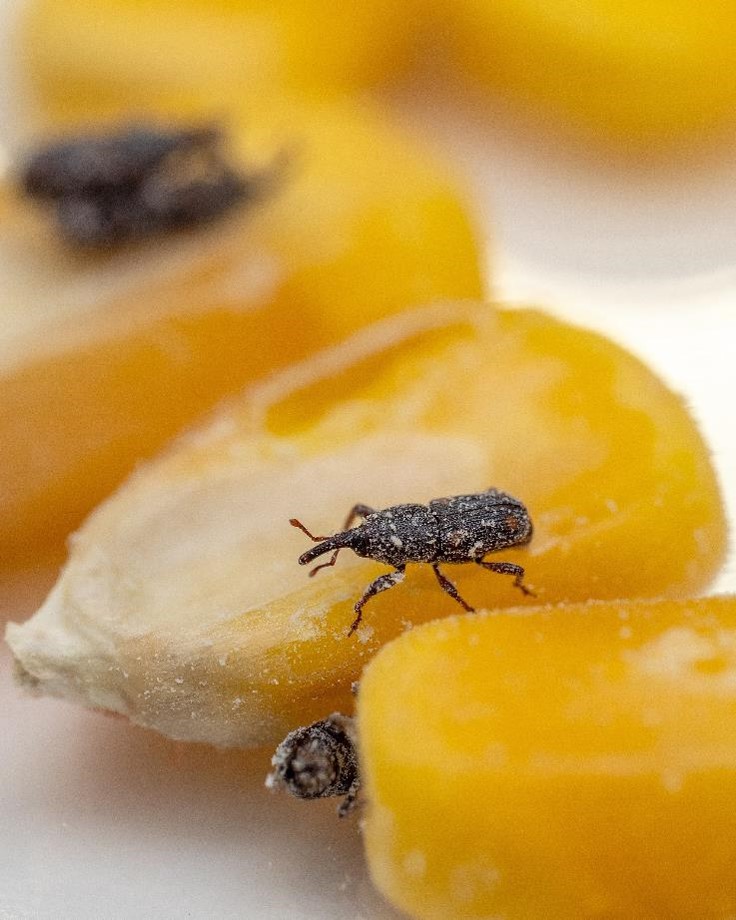 USDA_ARS's tweet image. During National Invasive Species Awareness Week, it's good to know ARS researchers are helping U.S. corn growers combat the maize weevil, considered to be a destructive and invasive pest of stored grain. The weevil has spread globally, causing significant damage to corn. #NISAW