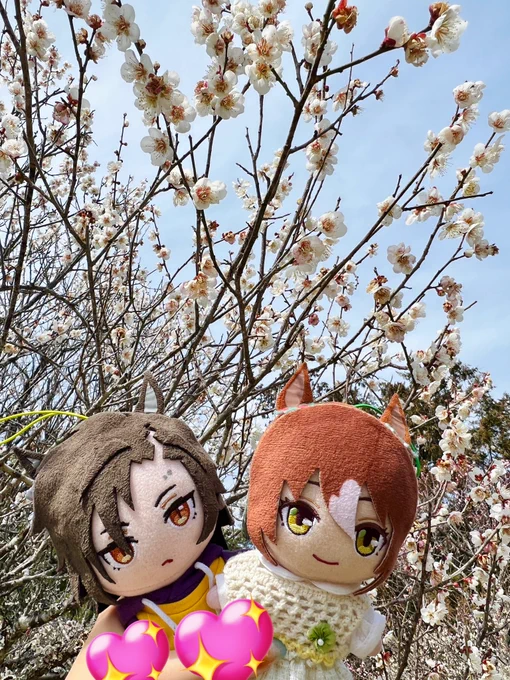 梅だよ〜