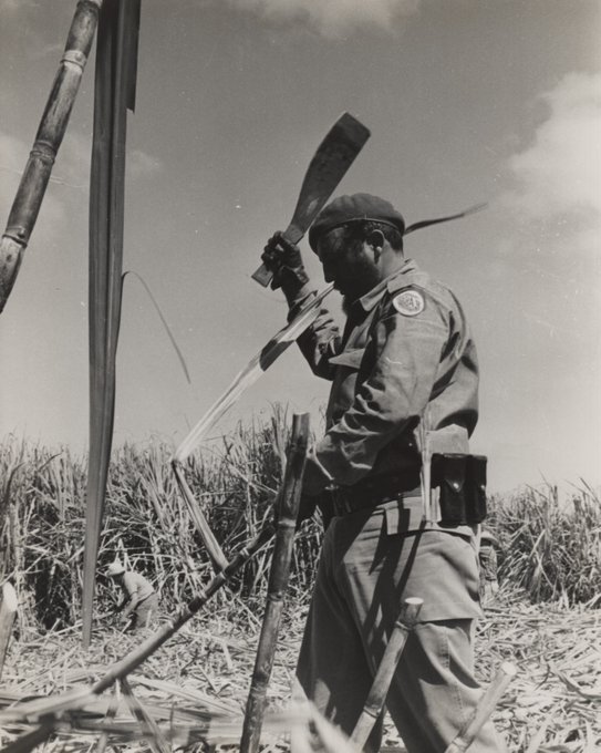 26/feb/1961 El Comandante en Jefe #FidelPorSiempre Castro Ruz corta caña en la cooperativa Jesús Menéndez #Cuba , mientras viste el uniforme de las Milicias Nacionales Revolucionarias.