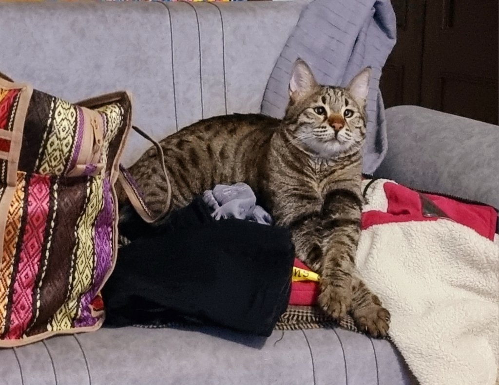 دل‌فگار tweet media