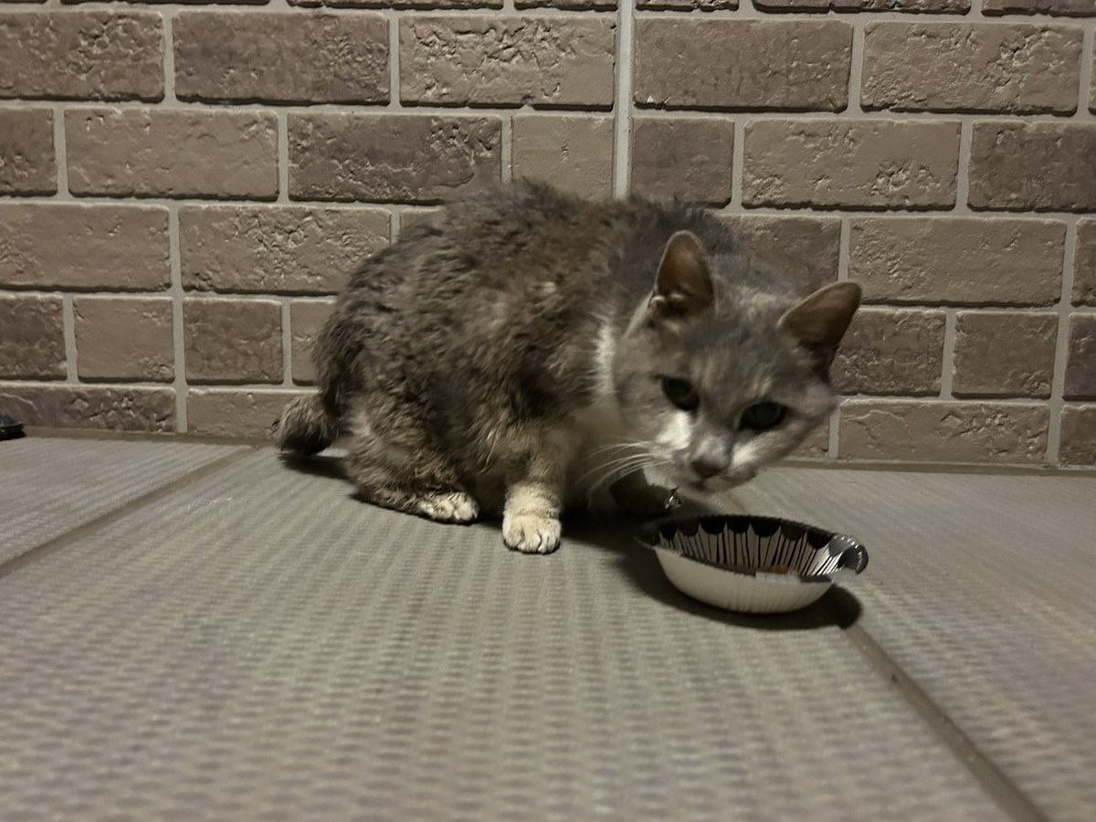 ＃拡散希望

オタク取引垢ですみません🙇‍♀️

埼玉県最北部でグレーの猫ちゃん探している方はいらっしゃいませんか？
自宅付近におり、迷い猫のようです。

・黒めのグレー、成猫
・鈴がついたピンクの首輪
・人馴れしている（ドアが寄ってきて開くと入ろうとする）