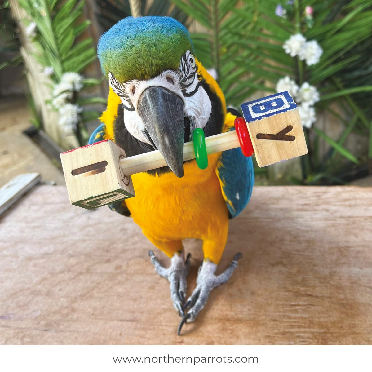 NorthernParrots's tweet photo. Rotate toys to keep playtime fresh and interesting. Do you have any more tips?
#parrottips https://t.co/8VWYZmoqVv