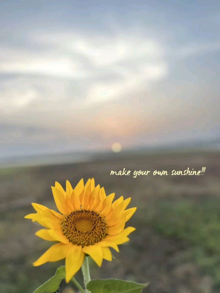 sunflowerchives's tweet photo. make your own sunshine🌻 https://t.co/WQv9o1TELr