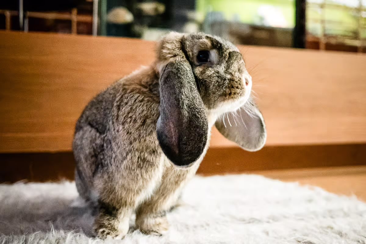 deergyoza's tweet photo. bunnies are ignorant and peaceful creatures of pure bliss

hares on the other hand are witness to the horrors, forever plagued by their unfathomable traumas https://t.co/IrLmhlTYmh