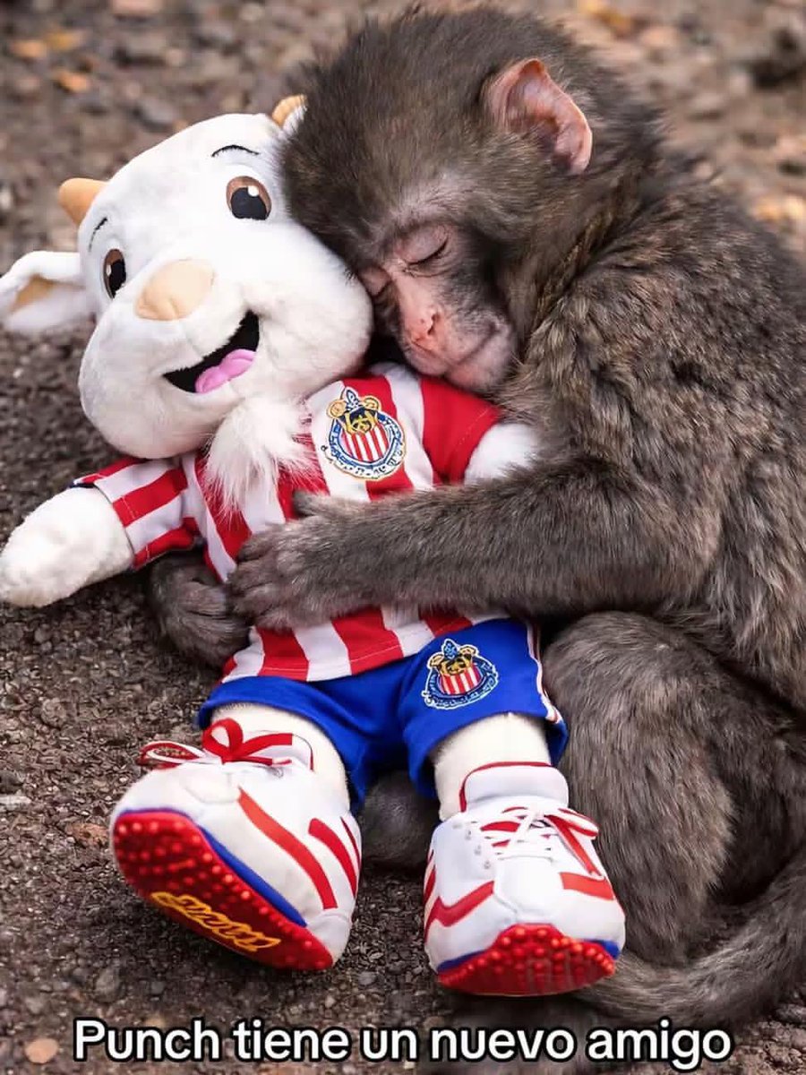 44Olguincar's tweet photo. Puch tiene un nuevo amigo 🤩💞 https://t.co/To5f4IWIDH