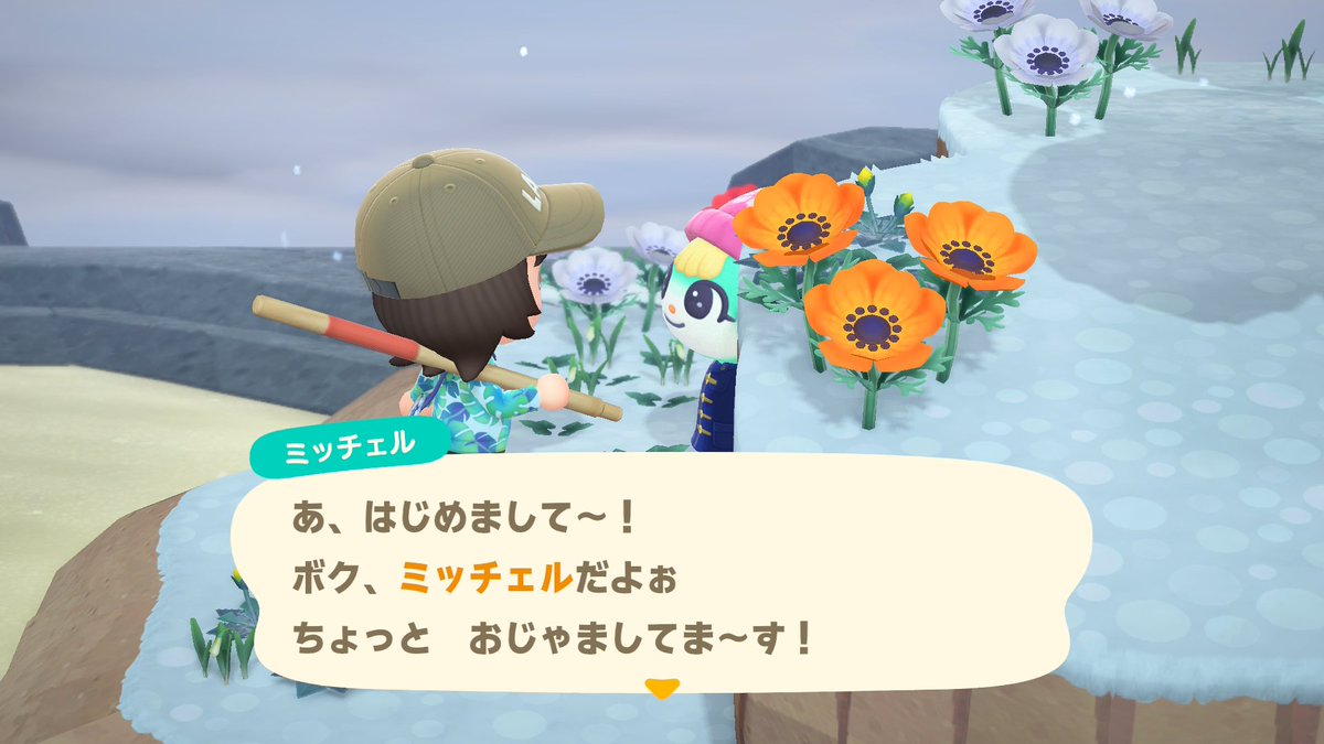 hamukathu44's tweet photo. ほそぼそ続けるあつもり生活
・のんびり離島ガチャしてみたら、まさかのミッチェルくん！
・シベリアの歌を���能する我々

#NintendoSwitch #どうぶつの森 #AnimalCrossing #ACNH https://t.co/jwtscfIYZr