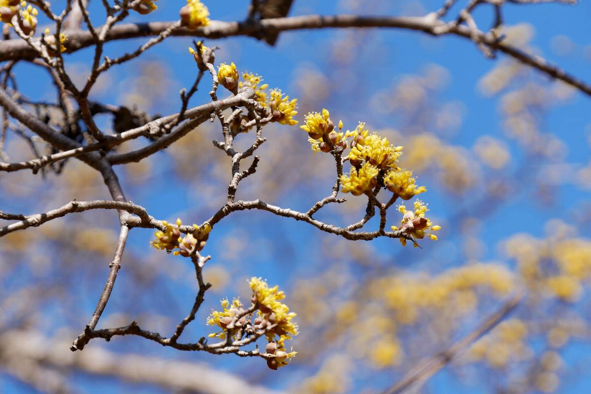 荒井梅林は見つけられず、天神梅林は開いていたけど２～３本が３分咲でした。小仏から高尾駅に向かって４分の３位で関所梅林に到着。
「ピンクの梅が良い匂いニャ」
「白梅も咲き始めで良い匂いみャ」
サンシュは満開でした。
#どこでもいっしょ