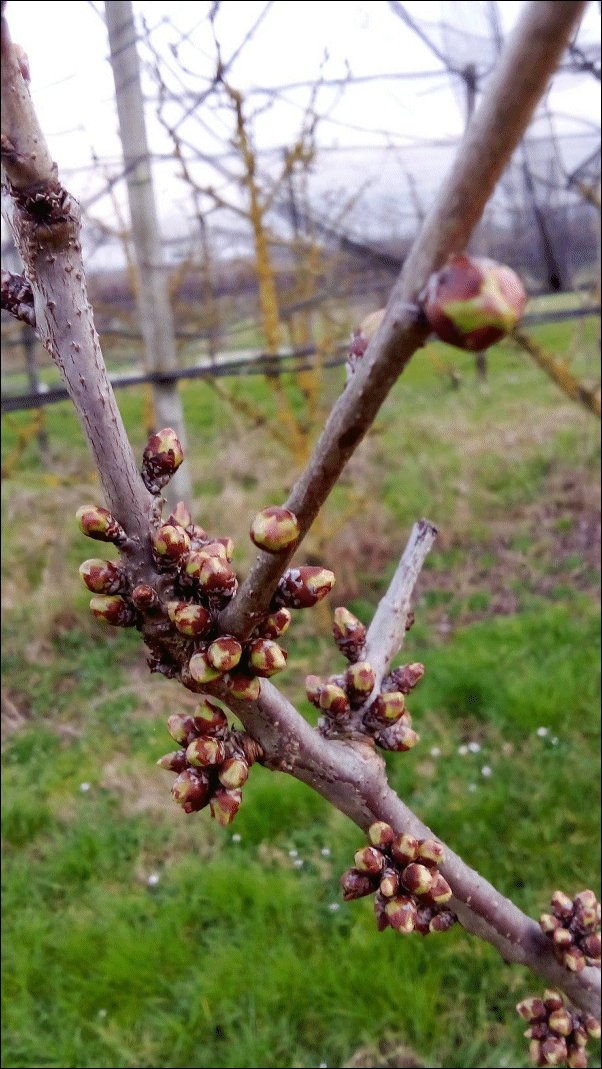 Faenzanet tweet media