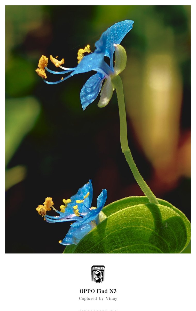 VinayKu64450906's tweet photo. I think no captions needed for these clicks, So presenting some #FebruaryFrames of Nature @Snapdragon @PeteLau
Pict-1 #ShotOnOnePlus
Pict-2,3,4 - #ShotOnOPPO
#ShotOnSnapdragon #NatureLove
#SnapdragonInsiders #OPPOFindN3 #OnePlus10Pro https://t.co/VpU9T7OdCM