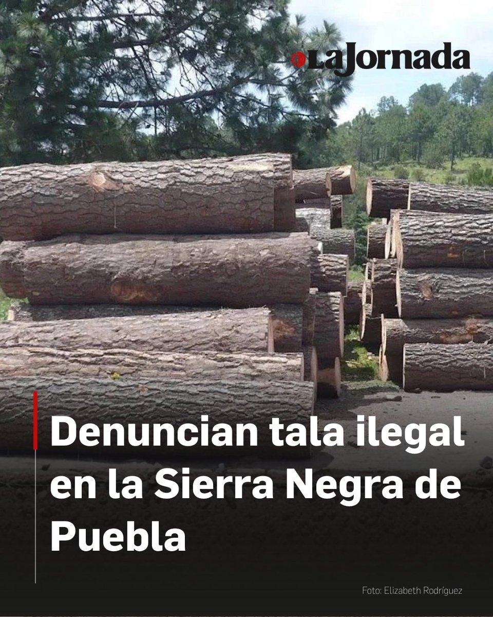 lajornadaonline's tweet photo. José Luis Leyva Machuca, líder del movimiento Mascip, advirtió que el bosque de la Sierra Negra está desapareciendo tras 30 años de tala ilegal ininterrumpida.

La organización denuncia que la frondosidad que antes obligaba a usar linternas en pleno día ha sido sustituida por claros desolados. Según Leyva, "monopolios de talamontes" operan en contubernio con autoridades municipales; la pérdida de la cubierta forestal ha provocado una drástica disminución de los mantos acuíferos, dejando a cientos de familias sin agua.

Más información en: https://t.co/o6UT6wTqzM