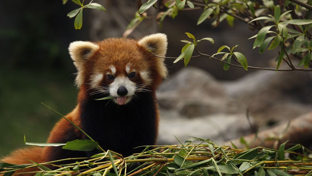 Red Panda Every Hour! (@redpandaeveryhr) on Twitter photo 