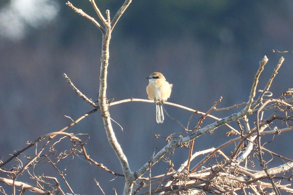 おおくら tweet media