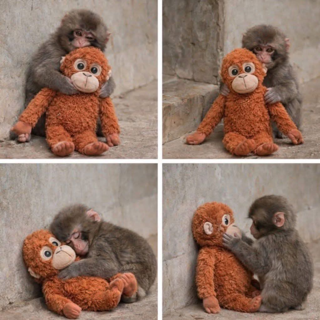 samahahmedeid's tweet photo. القرد اليتيم بانش🤍😞 https://t.co/rSZ242Xvke