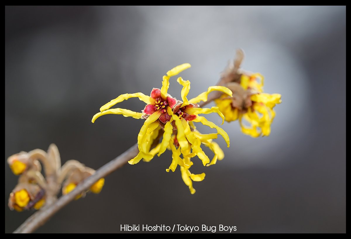 家の近所ではマンサクが花ざかり！とても好きな花です。 #TokyoBugBoys