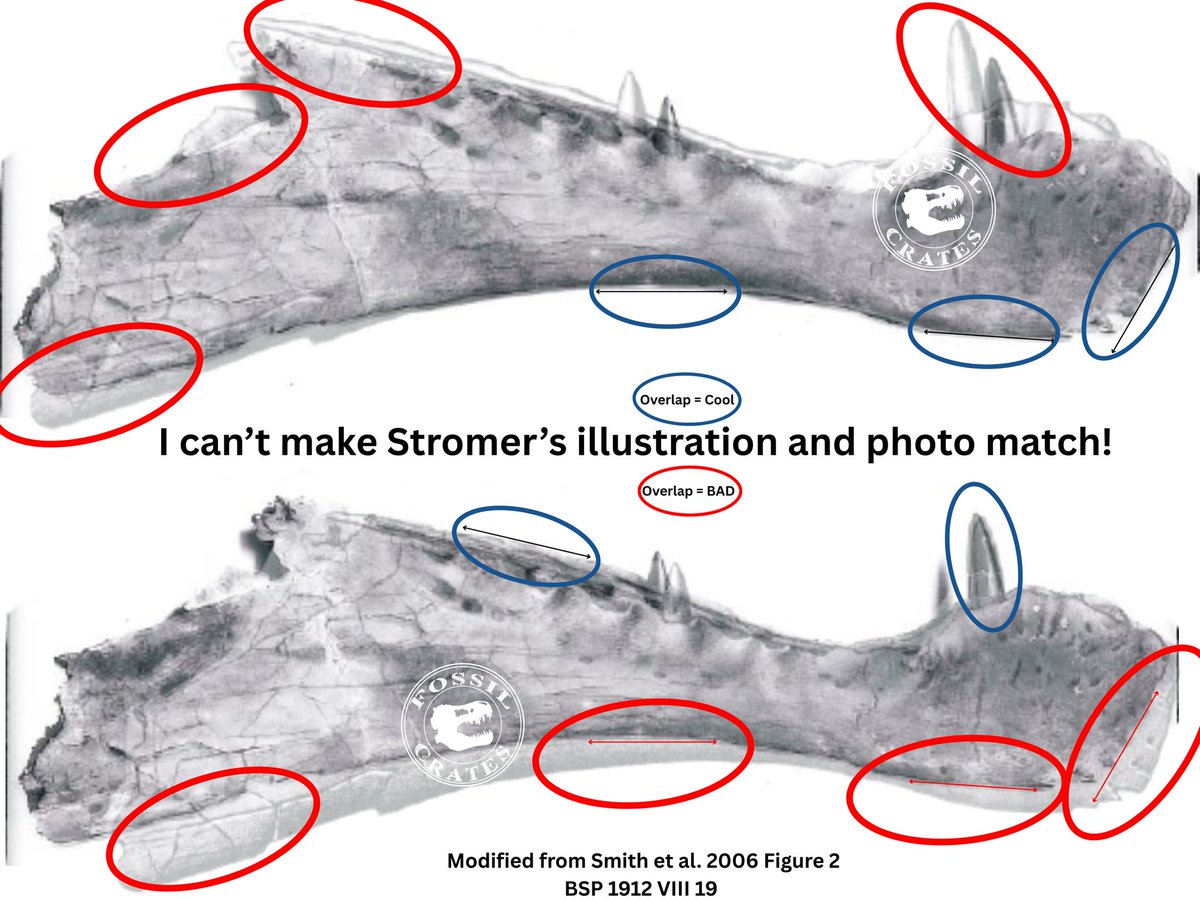 Fossil Crates 🦖🦕 tweet media