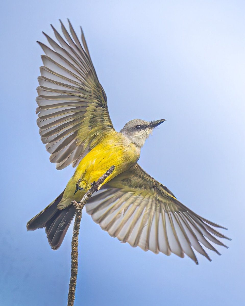 Thomas Wildlife Videos tweet media