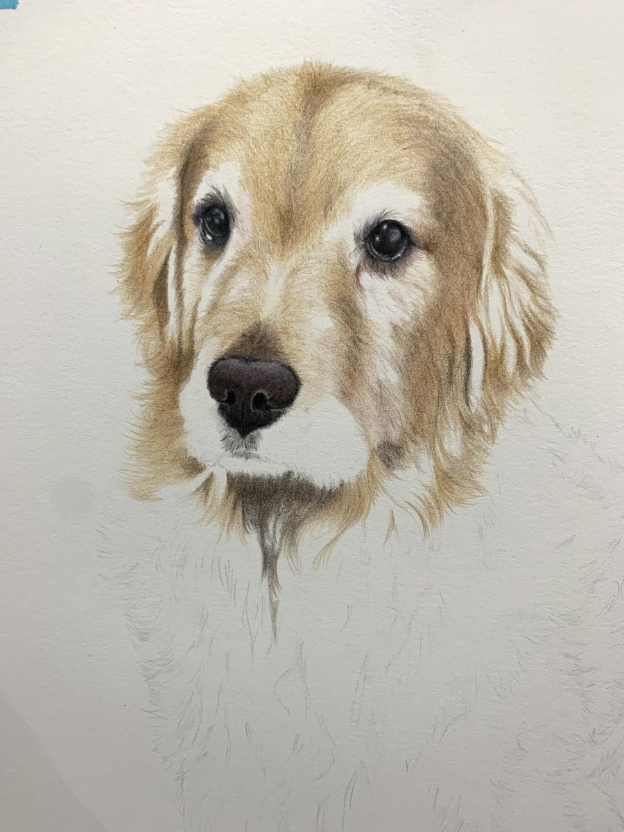and_then_4co's tweet image. #製作途中からしか得られない栄養素がある

一年半前に色鉛筆で描いたゴールデンレトリバー✨