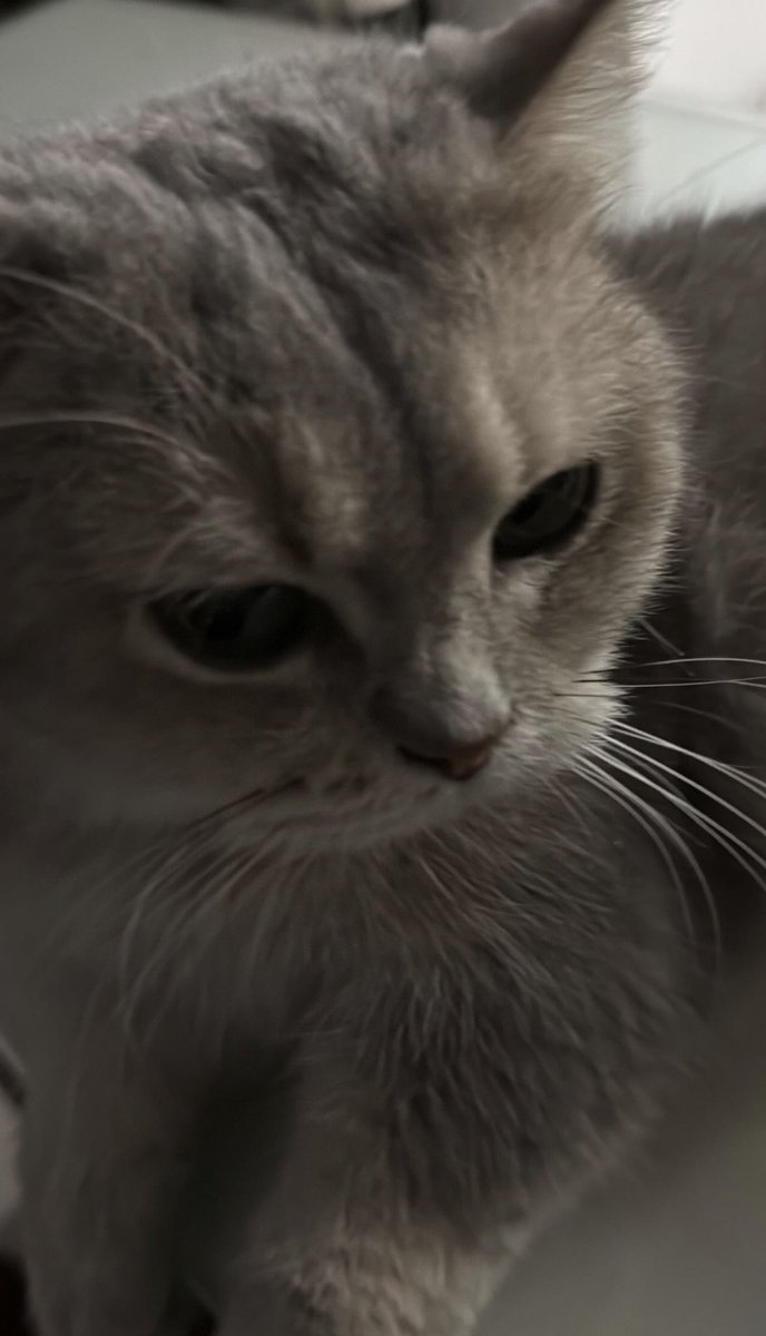 dew_jsu mending si adik dibuatin akun sendiri aja, tapi nanti kamu ga bisa caper lagi ya ciatciatciat