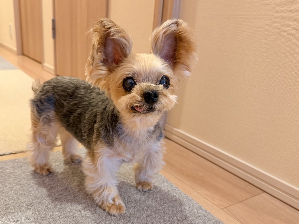 キキ🐶 tweet media