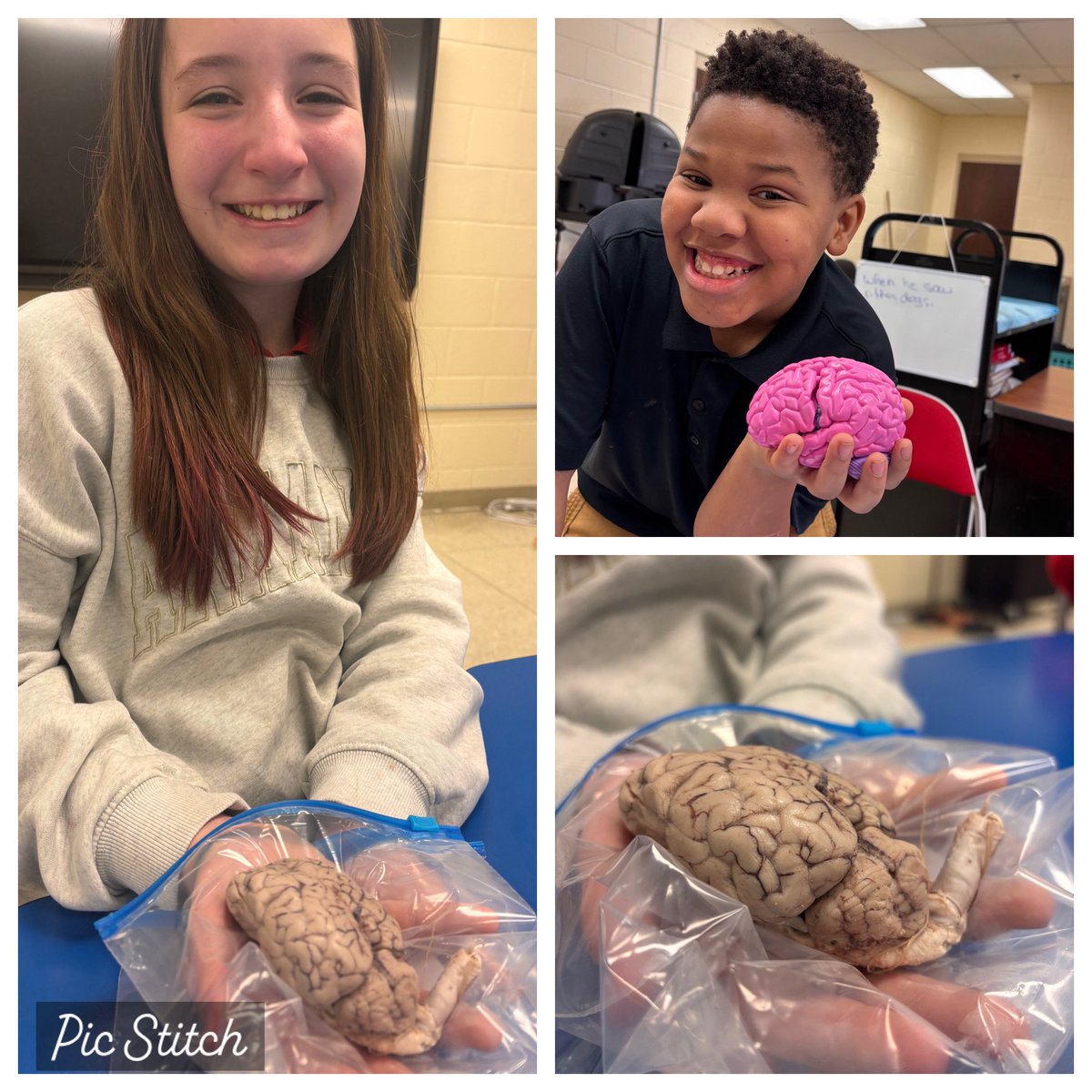 ArlingtonJmcss's tweet photo. #MemorableLessons led by our GEMS teacher @ediewbarnett may inspire our scholars to seek careers in clinical/forensic science or environmental research! #BBAM Scholars first put a brain model together,then got to hold & examine a real sheep brain! @DrShemon @suptking @JMCSchools https://t.co/MG7Uh2iOdD