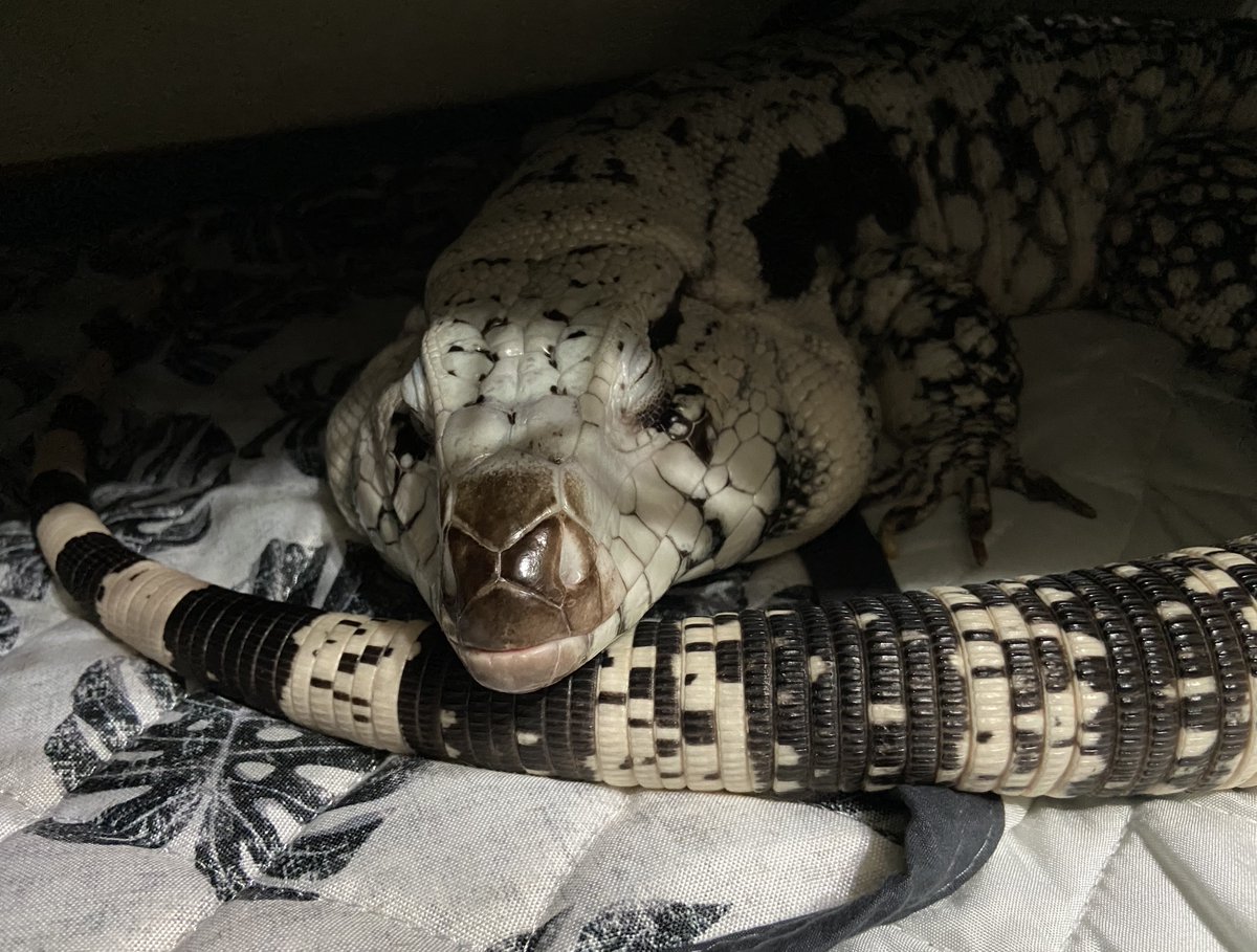 阿修羅さん tweet media