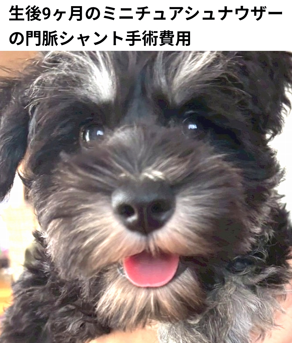 🆘#拡散希望🆘
ヴィッケ ちゃん の 門脈シャント手術費用 / 治療費のクラファンへの御協力お願いします🙇‍♂️
↓
readyfor.jp/projects/167721

明日23時終了です！
ですが、達成率25%(残り59万8千円)と、大変 厳しい状況です！
達成率が100%に達しないと支援金を頂けません。
ご支援宜しくお願い致します🙇‍♂️