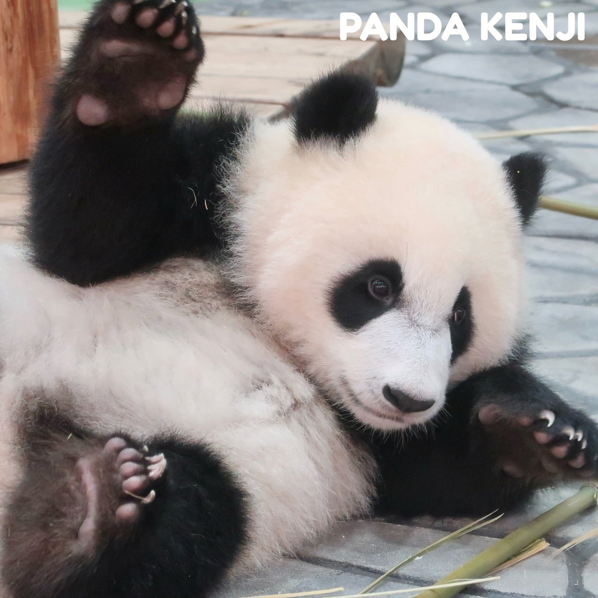 PANDA KENJI (@PANDA_KENJ1) / Posts / X