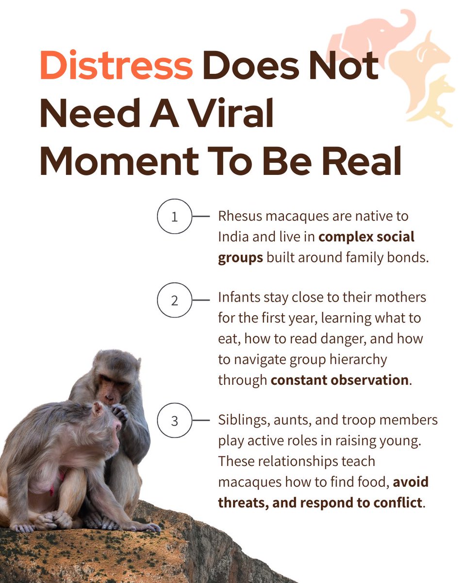 FIAPOIndia's tweet image. The loneliness that moved millions online is unfolding quietly in our cities. Rhesus macaques adapt to highways, towers, and shrinking forests as habitats vanish. Our planning decides: conflict or coexistence. Cities are shared spaces. 

#UrbanWildlife #SharedCities #Coexistence