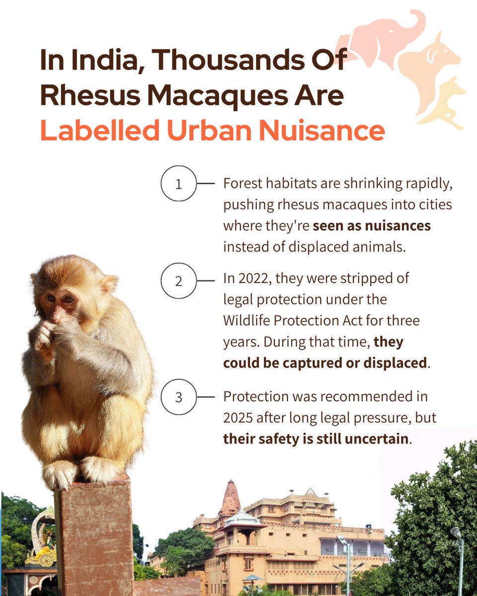 FIAPOIndia's tweet image. The loneliness that moved millions online is unfolding quietly in our cities. Rhesus macaques adapt to highways, towers, and shrinking forests as habitats vanish. Our planning decides: conflict or coexistence. Cities are shared spaces. 

#UrbanWildlife #SharedCities #Coexistence