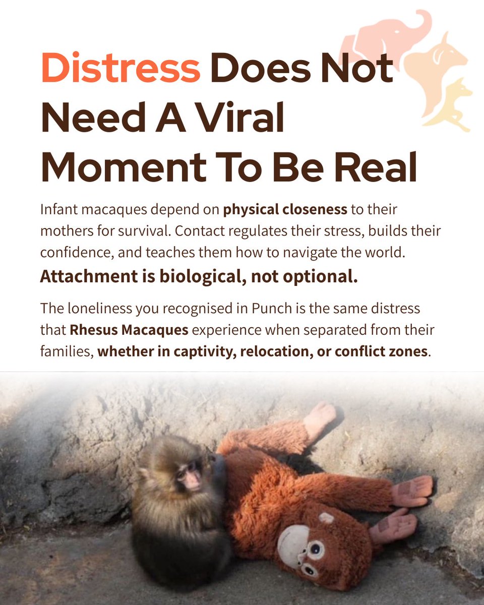 FIAPOIndia's tweet image. The loneliness that moved millions online is unfolding quietly in our cities. Rhesus macaques adapt to highways, towers, and shrinking forests as habitats vanish. Our planning decides: conflict or coexistence. Cities are shared spaces. 

#UrbanWildlife #SharedCities #Coexistence