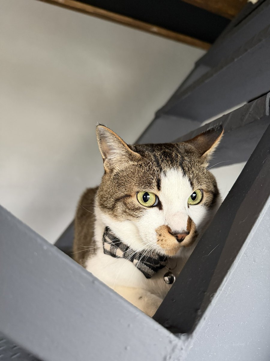 荏崎ろあ💫🚗💙 tweet media