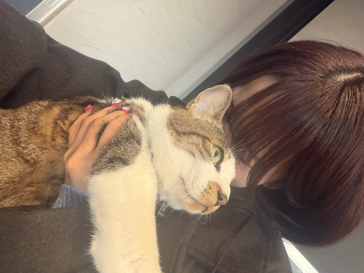 荏崎ろあ💫🚗💙 tweet media