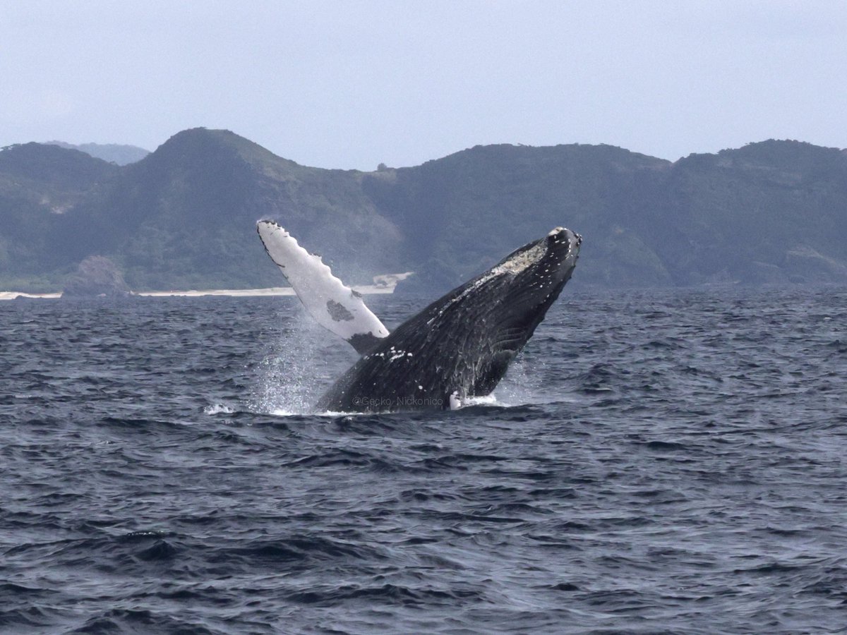 Gecko_Nickonico's tweet photo. 通算5回目で連続2回目のブリーチ。
2026.02.23
#WhaleWatching
#HumpbackWhale
#Zamami
#KeramaIslands
#ホエールウォッチング
#ザトウクジラ
#座間味
#慶良間諸島 https://t.co/WF0OB6Sq5p