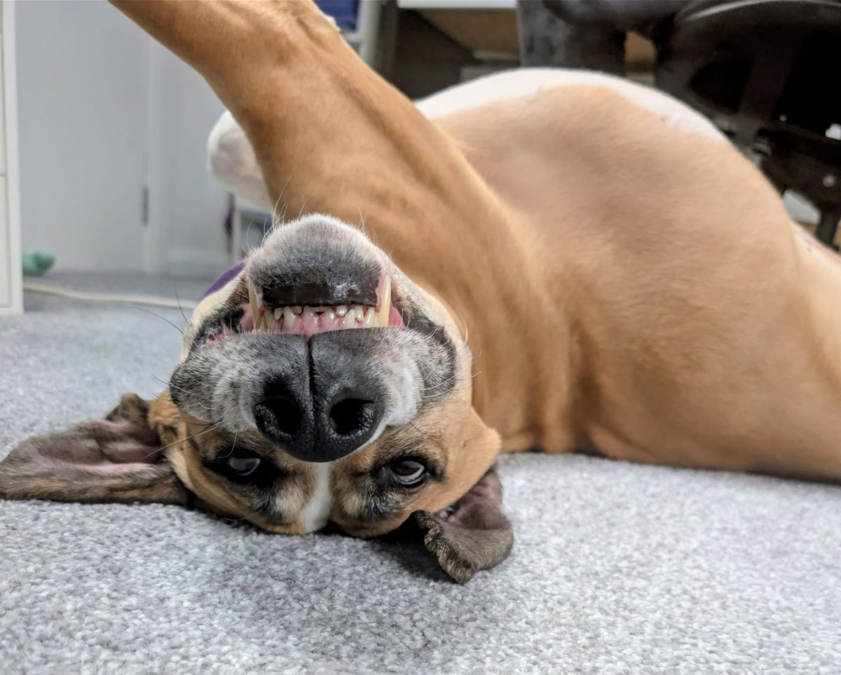 Timmy is waiting for his forever family like.... 😝

We've said it once, and we'll say it again, this boy is a TOTAL couch potato! He's been enjoying some time in foster, where he's enjoyed watching Disney movies with his foster carer - Pochahontas is his fave so far! 🥰😂
