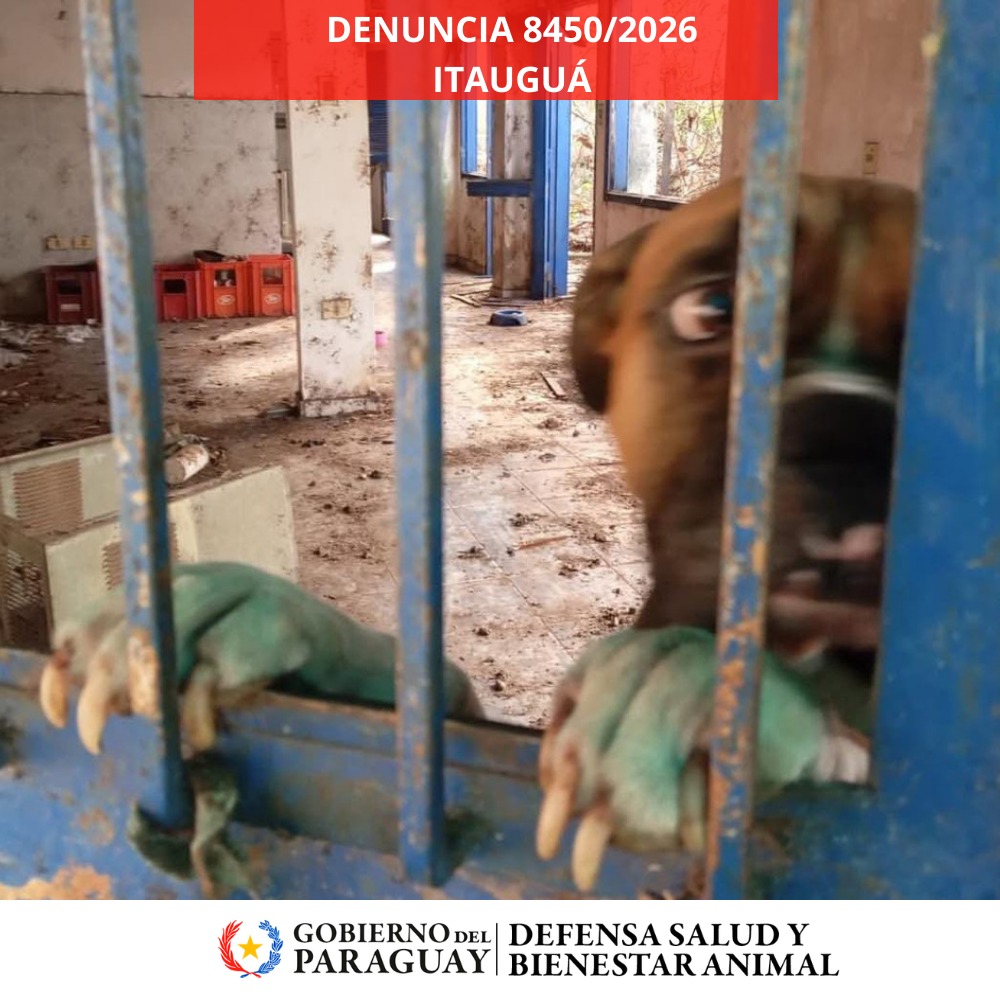 Dirección Nacional de Defensa Animal tweet media