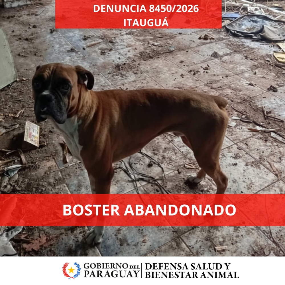 Dirección Nacional de Defensa Animal tweet media