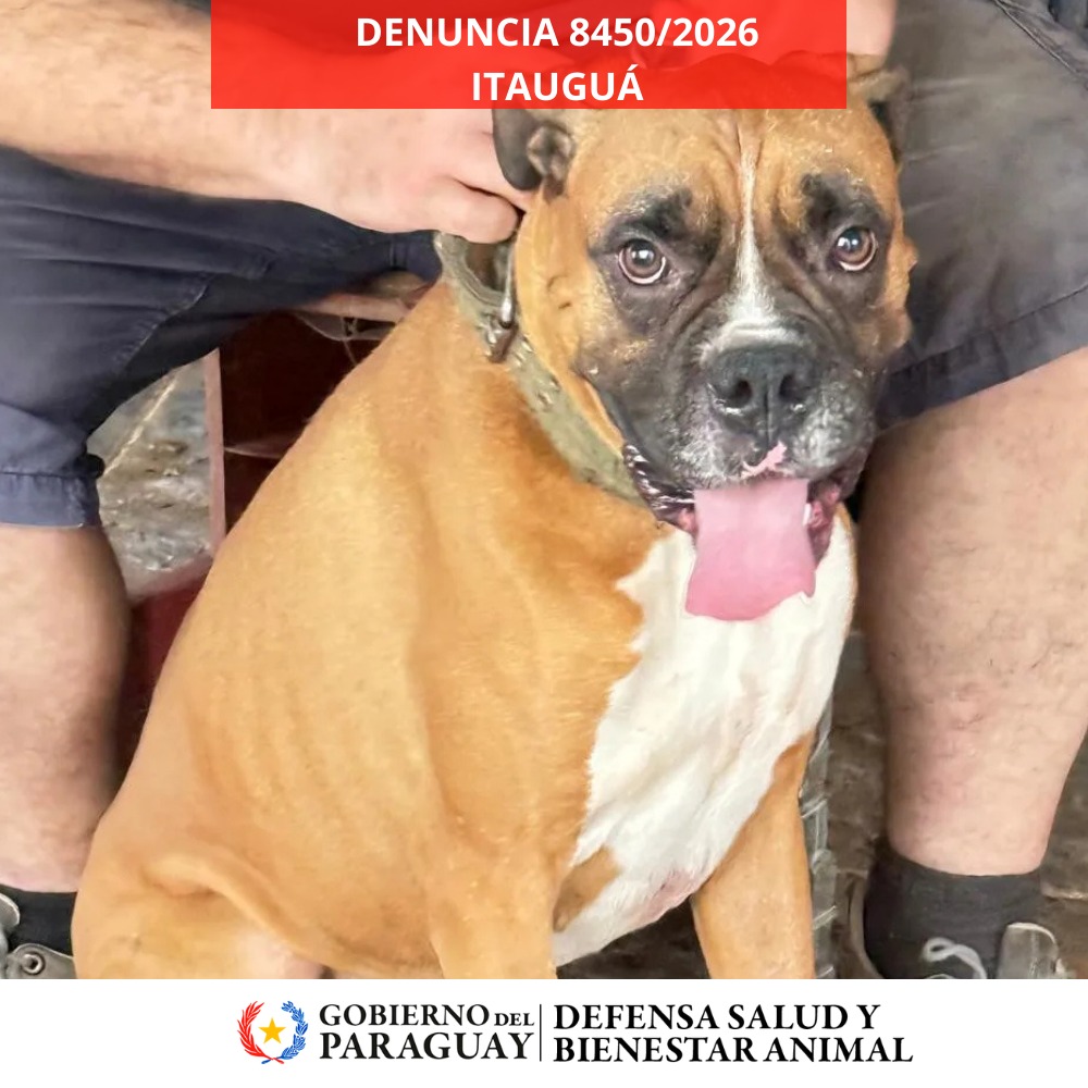 Dirección Nacional de Defensa Animal tweet media