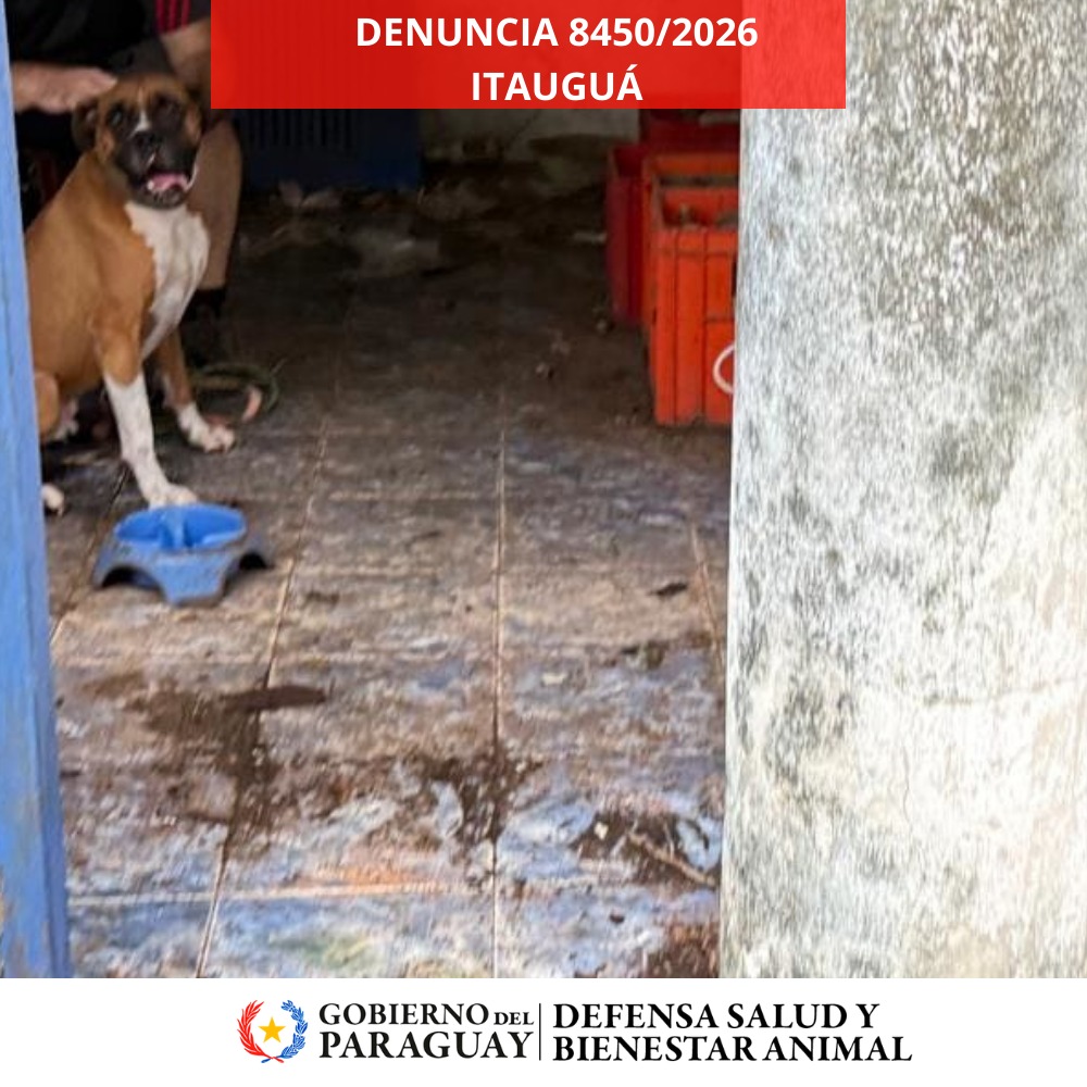 Dirección Nacional de Defensa Animal tweet media