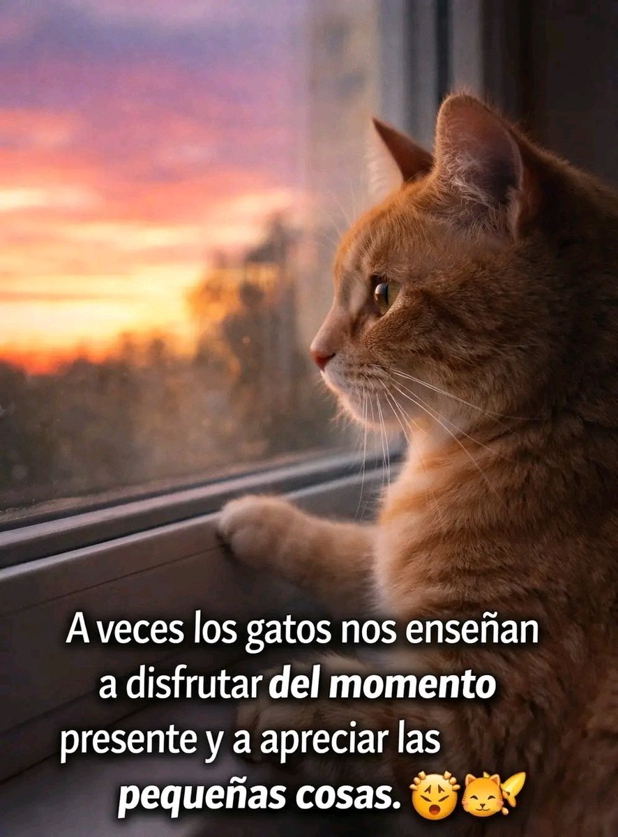 tiofelino2's tweet photo. Los gatitos nos enseñan ❤️🐱🐾 https://t.co/FPHzyPtSc6