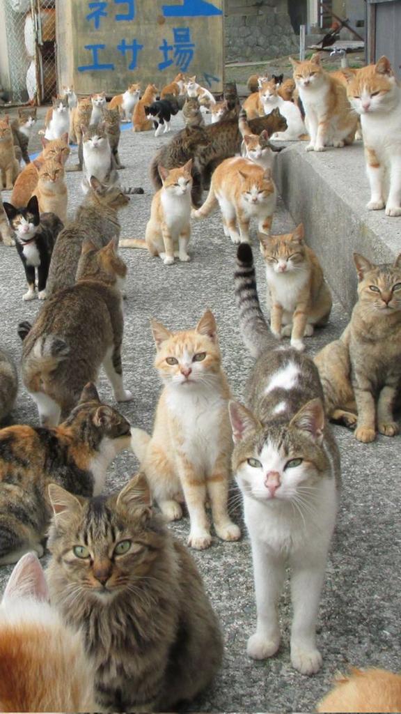 Thepetsonly's tweet photo. A group of cats is called??? https://t.co/Uv7QR0kgut