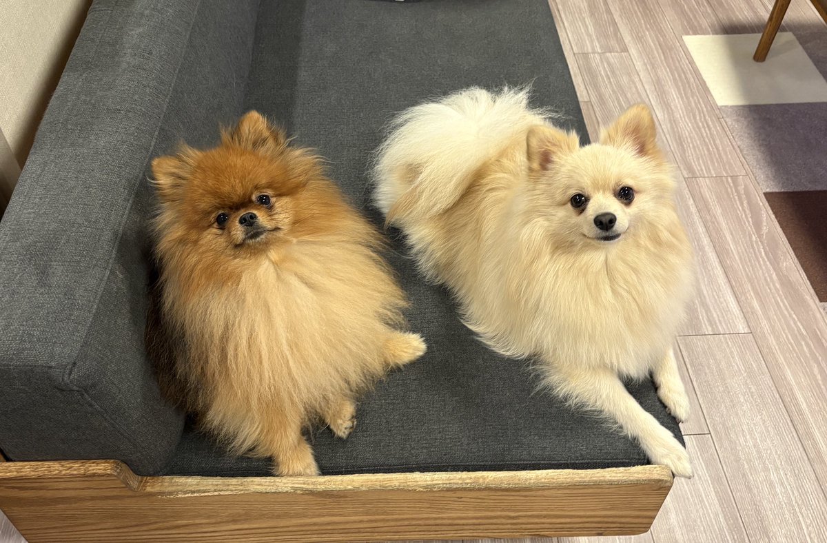 ミルモとポン！ (@mirumo__pon) / Posts / X