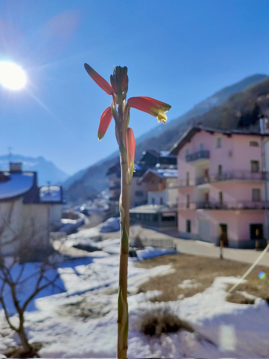 Iva Callegari tweet media