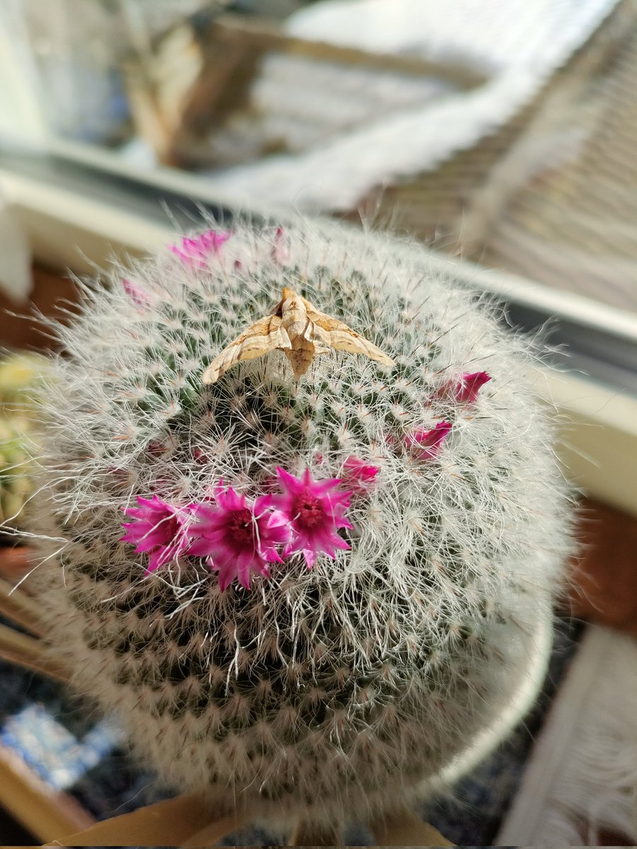 Iva Callegari tweet media