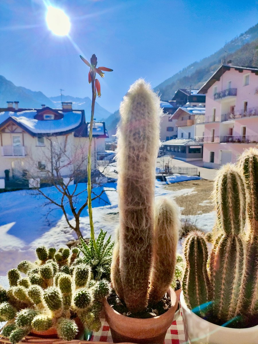 Iva Callegari tweet media