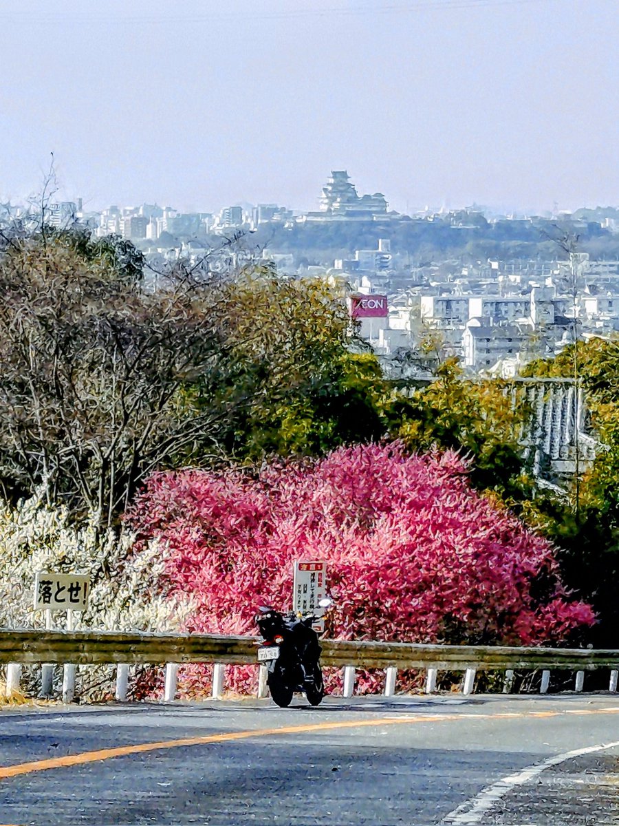 梅の花