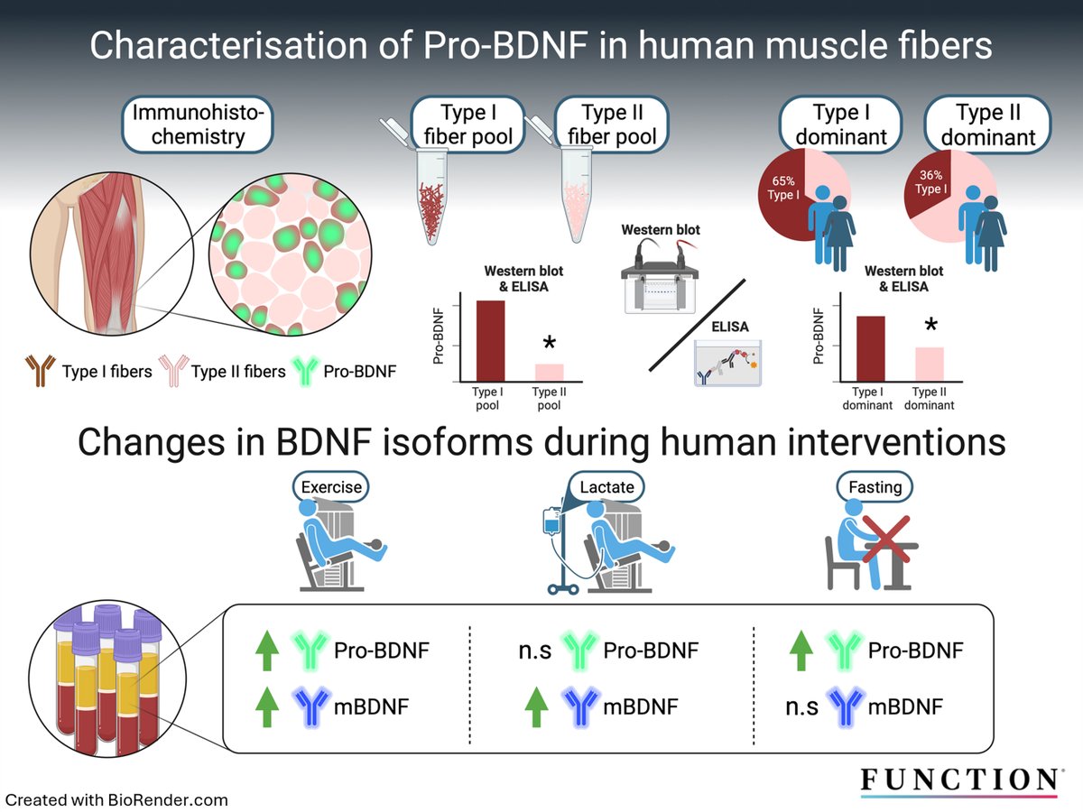 APSPublications's tweet photo. Function 🔙 Throw Back Thursday: Discover how pro-BDNF expression in #MuscleFibers may impact #neuroplasticity. 💪🧠 Read more: https://t.co/2Yog34kb0j https://t.co/PsZI3qVH3q